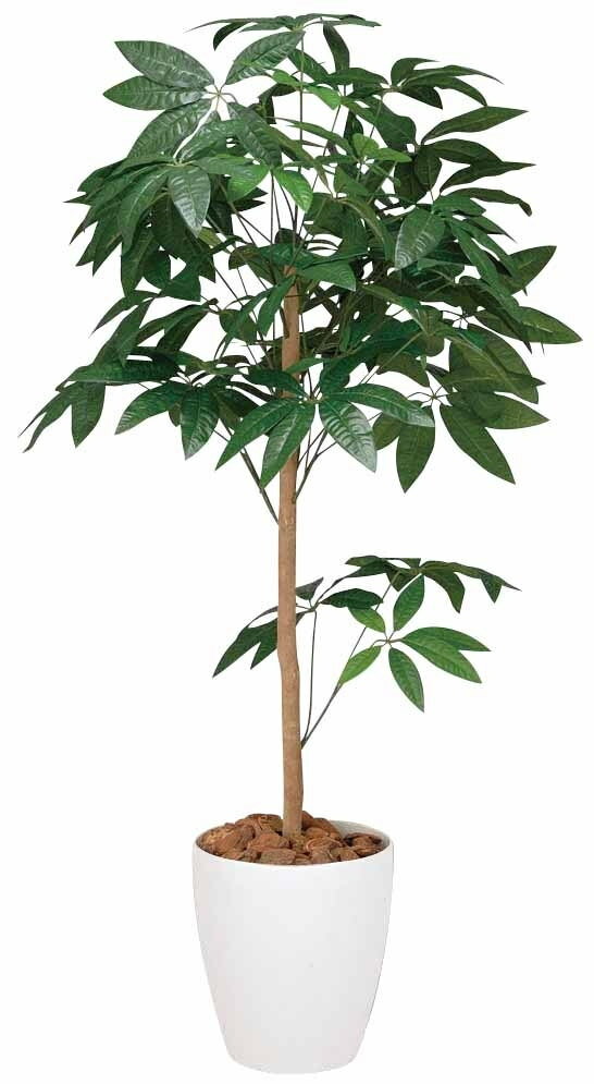 大感謝価格 光触媒 パキラトピアリー 1.2m 2a4701-180 直送品。代引不可・同梱不可・返品キャンセル・割引不可 新築祝い・開店祝い・誕生日などのギフトに。（画像器が変更の場合あり）【別途送料が発生する場合あり・ラッピングは有料(不可の場合あり)】