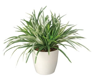 大感謝価格 光触媒 ドラセナミックス 2a5206-70 直送品。代引不可・同梱不可・返品キャンセル・割引不可 新築祝い・開店祝い・誕生日などのギフトに。(画像器が変更の場合あり)【別途送料が発生する場合あり・ラッピングは有料(不可の場合あり)】