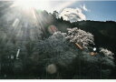 奇跡の写真 秋元隆良 薄墨桜ー(山の神) 【割引不可品】幸運祈願 アート 銀塩生写真 シリアルナンバー