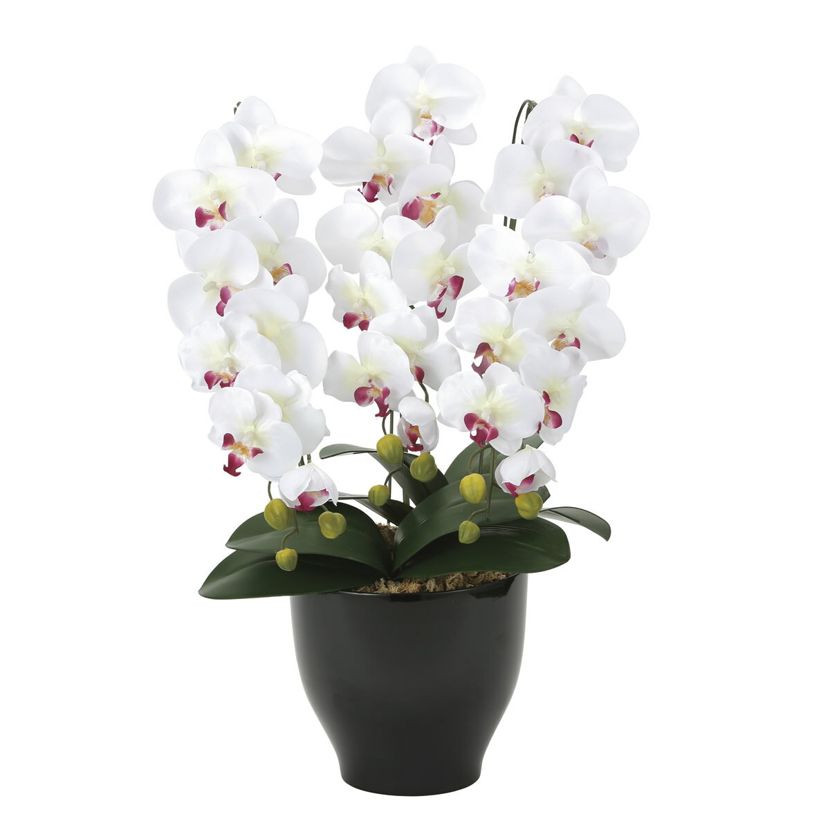 大感謝価格 光触媒胡蝶蘭セリースW/AB 3a1003-100 直送品。代引不可・同梱不可・返品キャンセル・割引不可 アートフラワー 造花（画像器が変更の場合あり）【別途送料が発生する場合あり・ラッピングは有料(不可の場合あり)】