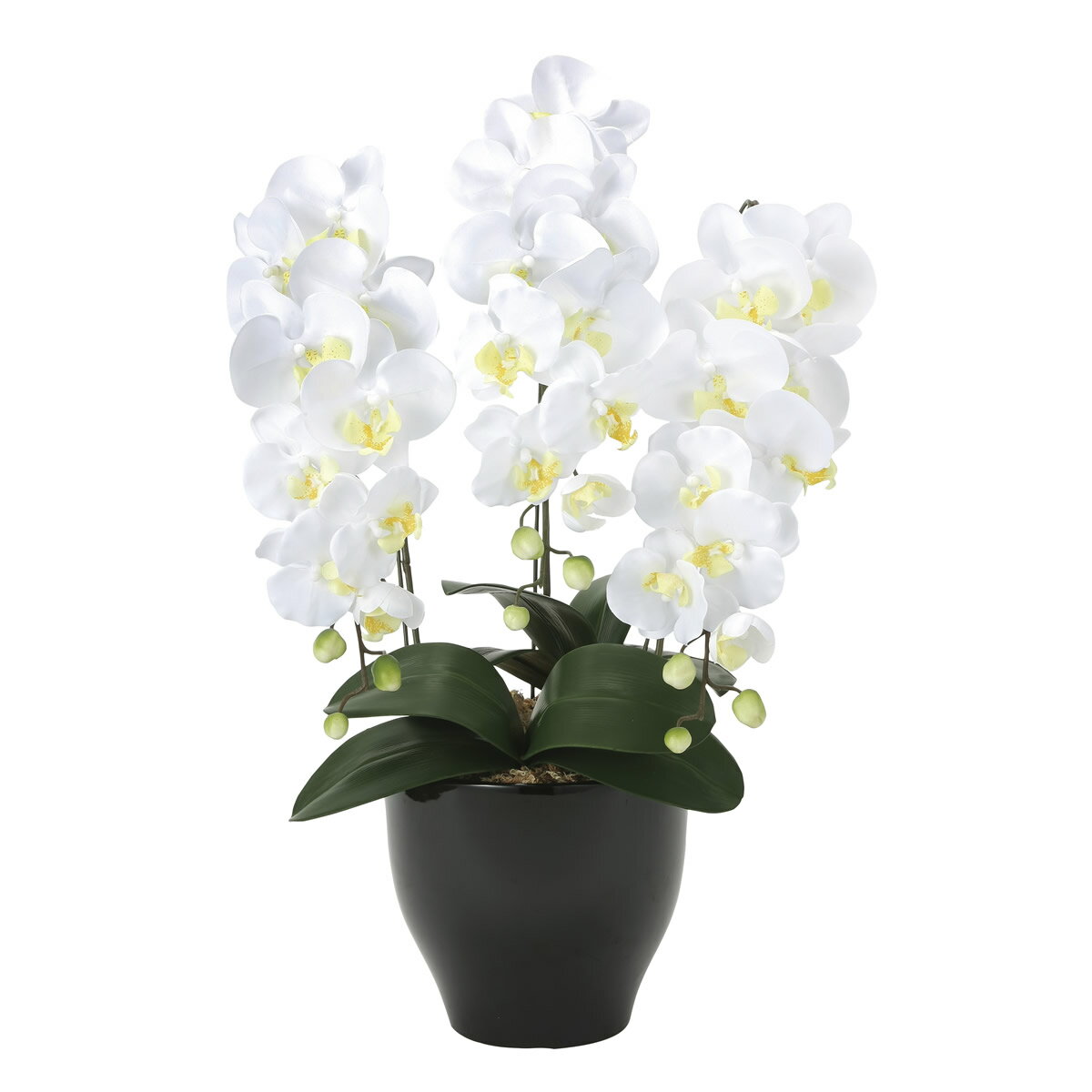 大感謝価格 光触媒 胡蝶蘭セリースW 直送品。代引不可・同梱不可・返品キャンセル・割引不可 新築祝い・開店祝い・誕生日などのギフトに。（画像器が変更の場合あり）【別途送料が発生する場合あり・ラッピングは有料(不可の場合あり)】