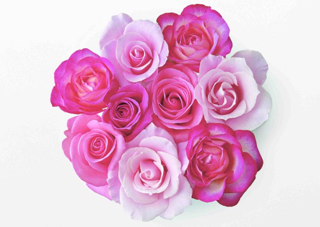 【9個で1個多くおまけ】薔薇の滴　62粒