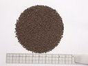 タンザニア北部CTC BP1 1000g【割引不可、返品キャンセル不可品】