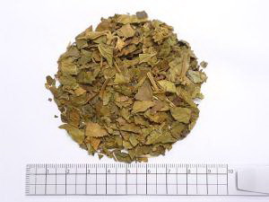 ギムネマ 1000g【割引不可、返品キャンセル不可品】