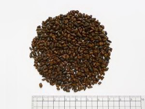 ハブ茶 1000g【割引不可、返品キャンセル不可品】