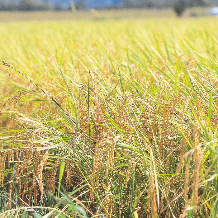 【直送】【北海道沖縄離島不可】新潟 JA北越後産 特別栽培米コシヒカリ【ヘルシ価格】 食品 米 ライス 精米 コシヒカリ 新潟県産