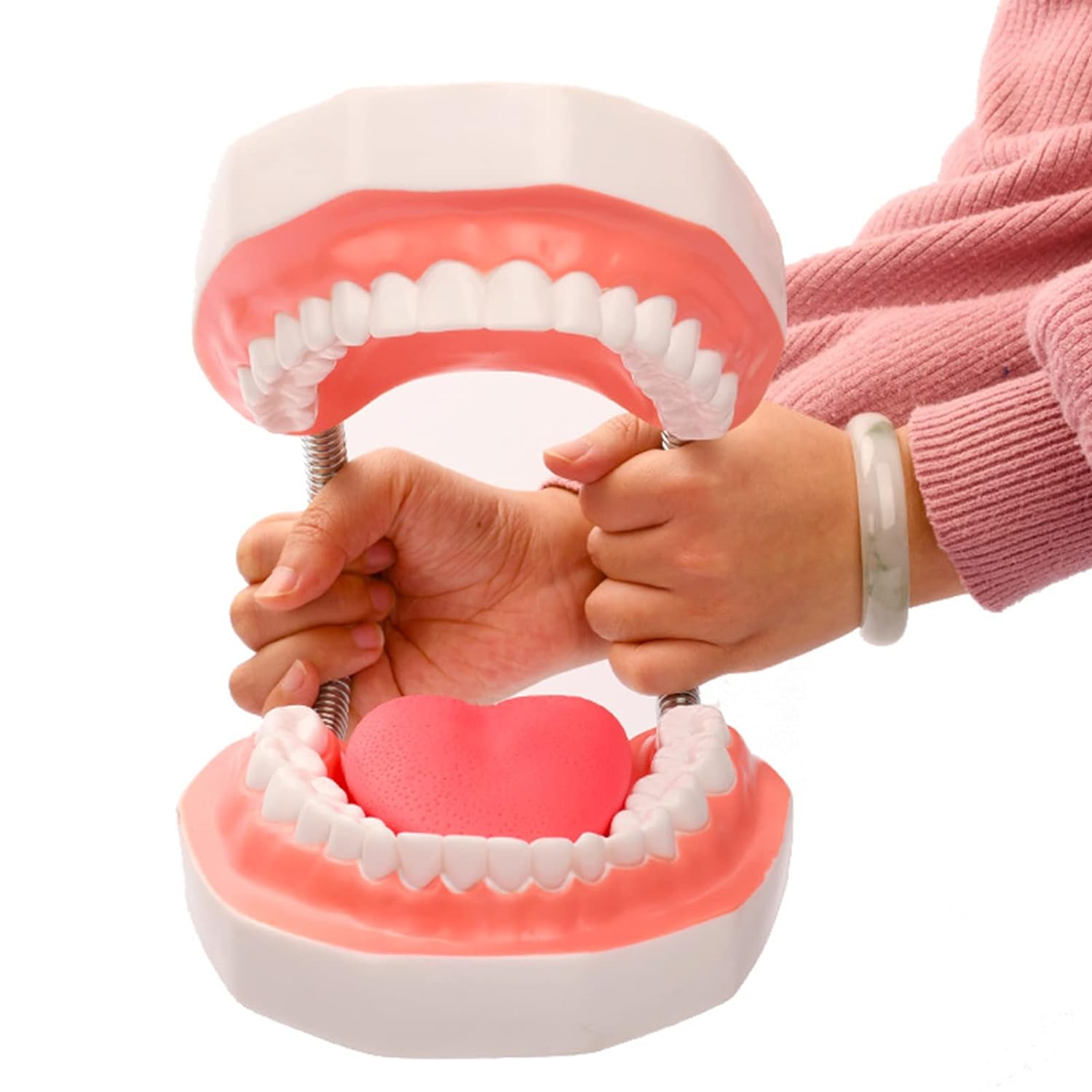 6倍の倍率歯科モデル 歯の模型患者説明用 歯医者 おもちゃ舌模型 上顎/下顎モデル メンタリング/教育/インターンシップ/研究のため 歯磨きガイドモデル
