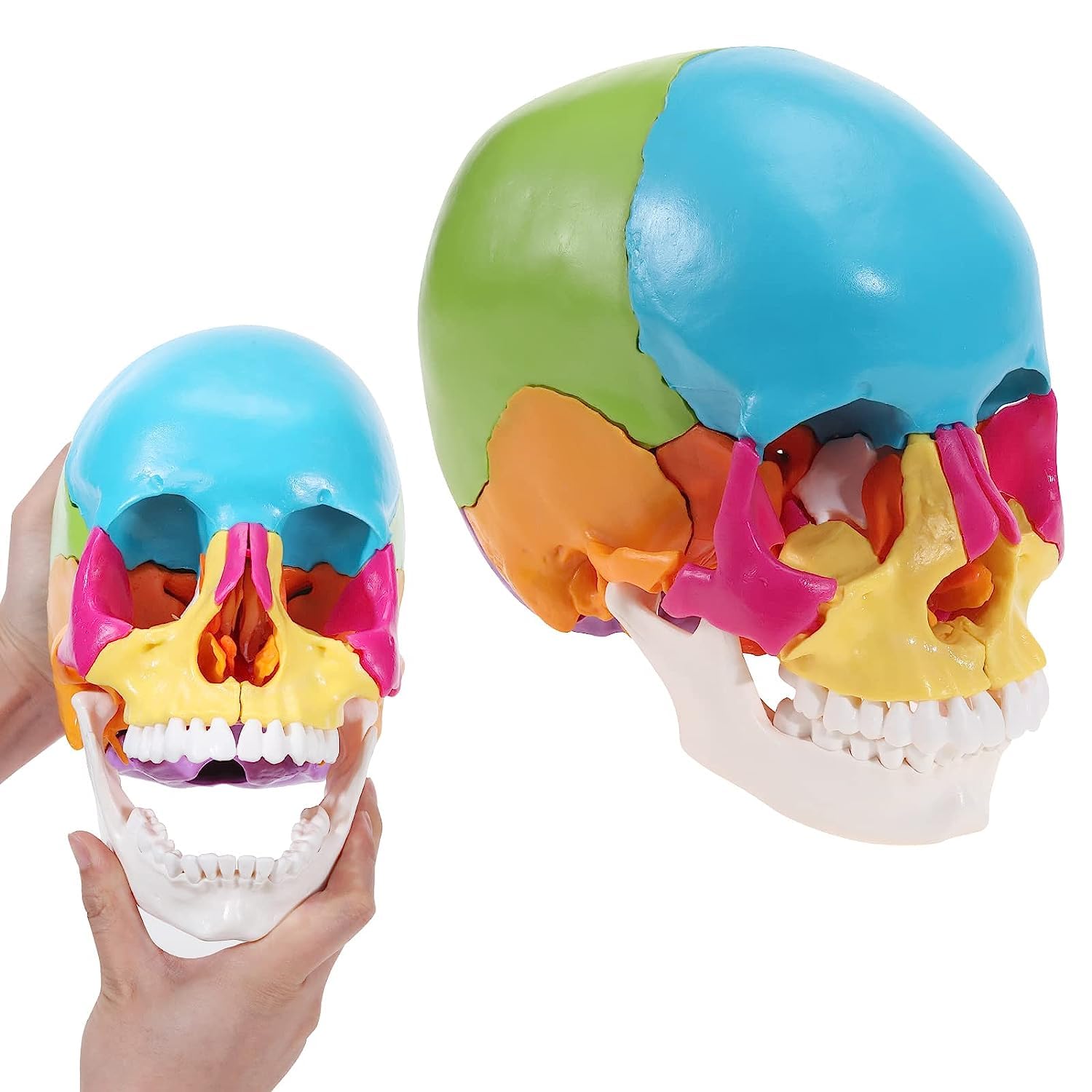 取り外し可能頭蓋骨モデル、医療用カラフルな人間の頭蓋骨モデルには、アセンブリチュートリアルマニュアル、病院、オフィス、学校、大..