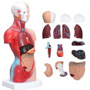 【送料無料】【無料健康相談 対象製品】3B社　小型人体解剖模型　M.A.平衡聴覚器モデル (mae10) 人体模型