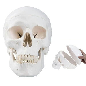 頭蓋骨模型 実物大、取り外し可能な頭蓋骨キャップと関節式下顎骨を備えたレプリカのリアルな人間の頭蓋骨、歯のフルセット7.2x4.2x4.95in ライフサイズ