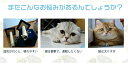 キャットタワー 無垢材 子猫 かわいい 大型猫 中型猫 収納 家具 猫ハウス 滑り止め 高さ160cm ペット ペットグッズ 猫用品 キャットタワー 据え置き ...