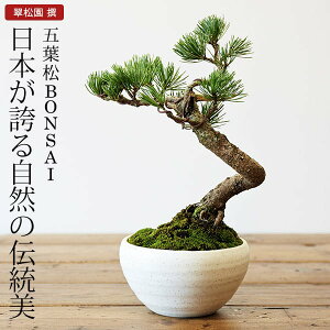 五葉松　盆栽（ミニ盆栽　bonsai　ボンサイ）　翠松園　撰【包装不可・のし不可　ご了承ください。】/ギフト お祝い 内祝い お礼 お返し 誕生日 快気祝い