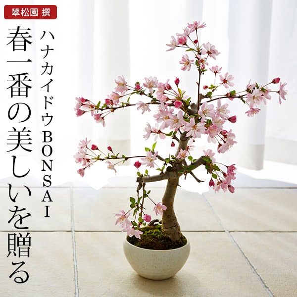 ハナカイドウ　盆栽（ミニ盆栽　bonsai　ボンサイ）　翠松園　撰【包装不可・のし不可　ご了承ください。】/ギフト お祝い 内祝い お礼 お返し 誕生日 快気祝い（送料無料） 贈答品 父の日ギフト