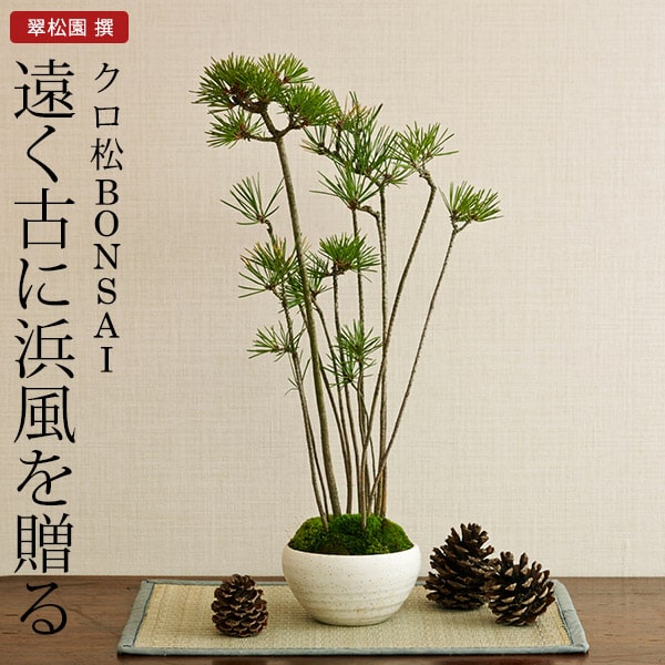 ＼5/23木20時～全品ポイントUP／クロ松　盆栽（ミニ盆栽　bonsai　ボンサイ）　翠松園　撰【包装不可・のし不可　ご了承ください。】/ギフト お祝い 内祝い お礼 お返し 誕生日 快気祝い（送料無料） 贈答品 父の日ギフト