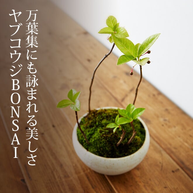 【5/15ポイントキャンペーン！抽選で100％バック】ヤブコウジ　盆栽（ミニ盆栽　bonsai　ボンサイ）　翠松園　撰【包装不可・のし不可　ご了承ください。】（送料無料） ギフト 贈答品 父の日ギフト 母の日