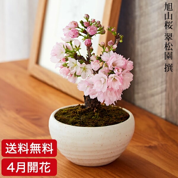 （桜盆栽）旭山桜　盆栽（送料無料）（桜 盆栽　bonsai　ボンサイ　さくら ミニ盆栽 桜盆栽 お祝い エア花見）　翠松園　撰 贈答品 父の日ギフト お中元 夏ギフト 御中元