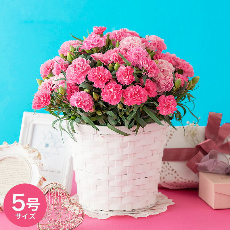 ＼5/9木23:59迄のご注文／ まだ間に合う 母の日 プレゼント カーネーション 5号鉢 鉢植え ホットハート BVHH-5 送料無料 メーカー直送 F-24 / 花鉢 花 生花 ピンク ギフト 贈答品 鉢花 母の日ギフト 2024 義母 60代 70代のサムネイル