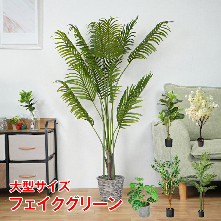 ＼クーポンで最大10%OFF／観葉植物 