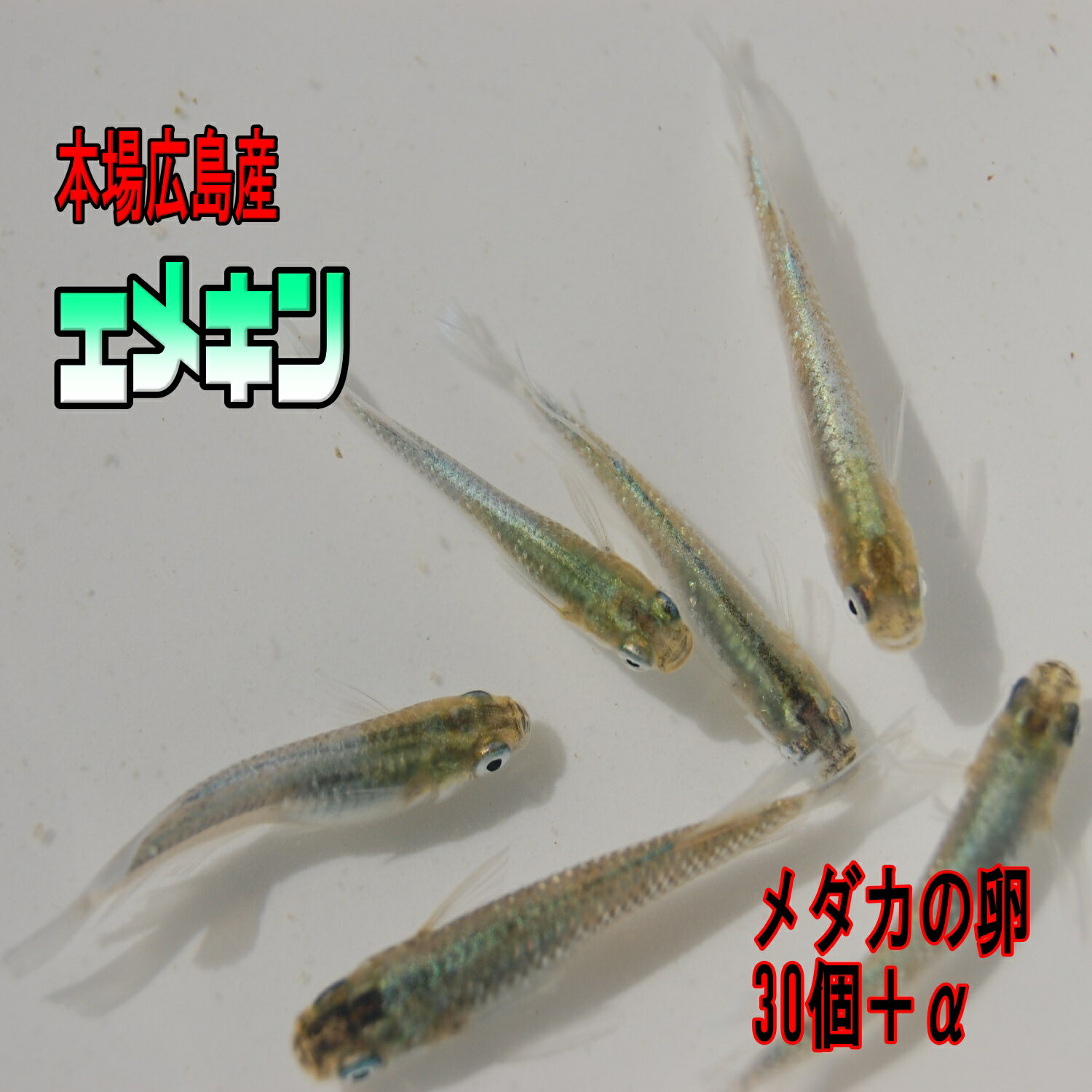エメラルドフィン めだか【SOLDOUT】(垂水様直系個体 グリーンタイプ