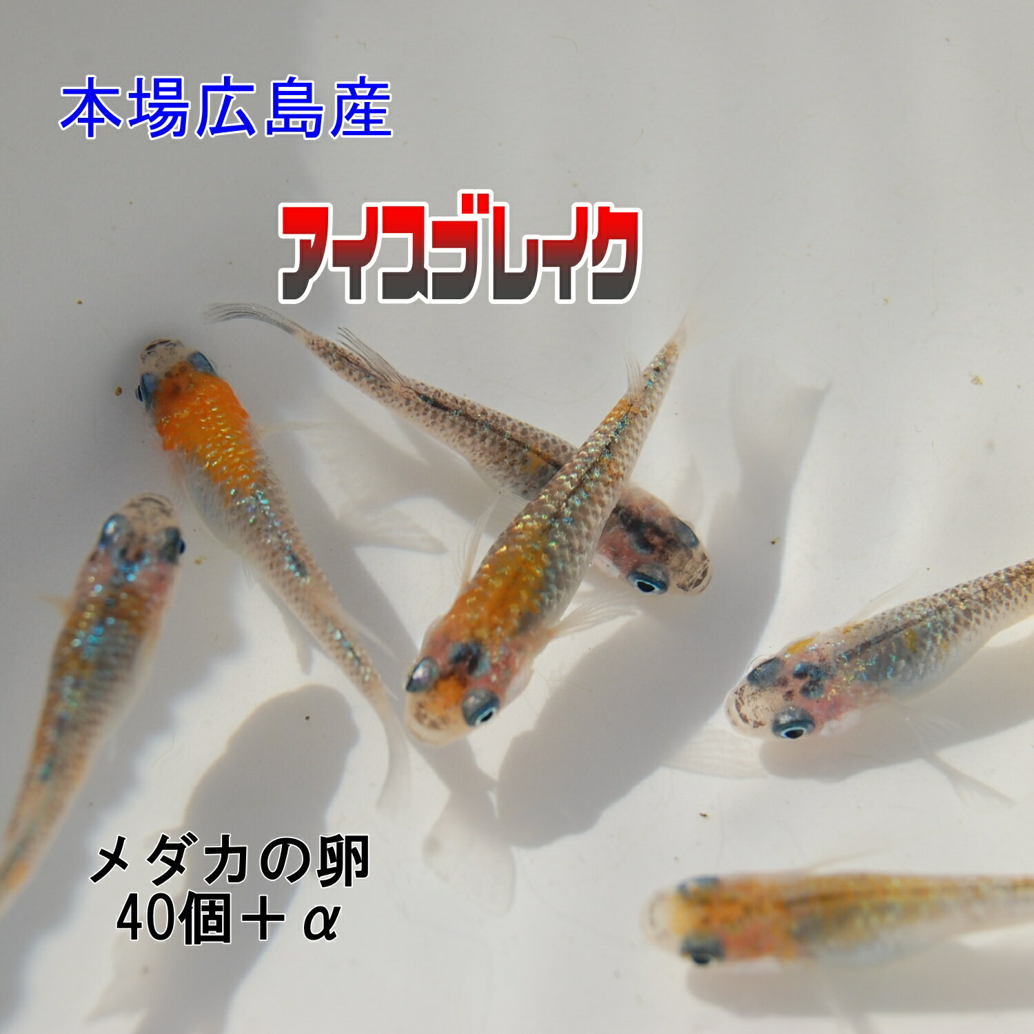 メダカの卵アイスブレイク40個＋α...