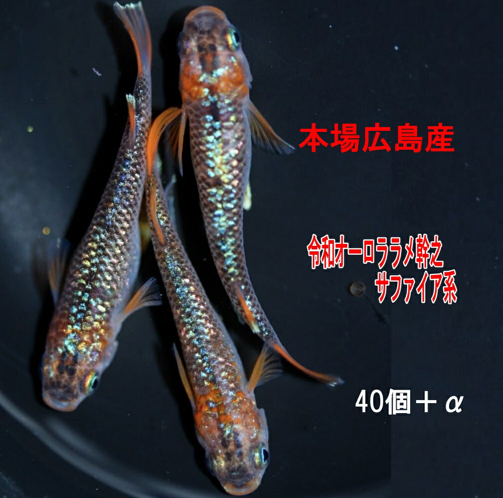 めだかの卵令和オーロララメ幹之サフ...