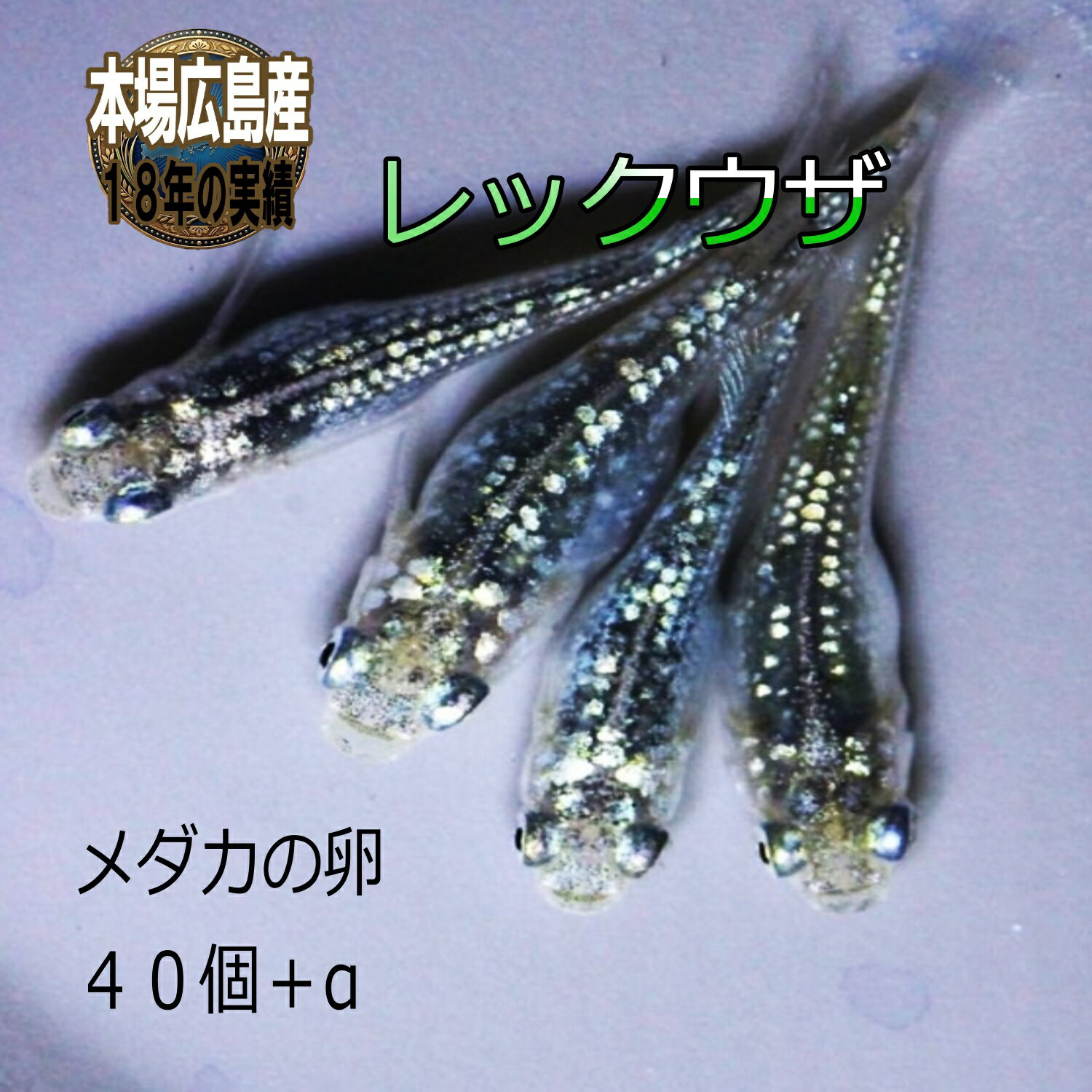 楽天市場】卑弥呼メダカの通販