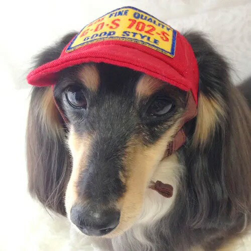 【GARDEN OF EDEN】ガーデンオブエデン ツイルCAP ＜全4色＞ 犬用 帽子 キャップ GE定番モデル 脱着簡単 サイズ調整可(4)