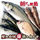 安心 国産 三浦半島【鮮魚セット 送料無料】『鮮魚 詰め合わせ』朝獲れ 天然 鮮魚 産地直送 【送料無料】 お試し『すたんだぁど』 福袋 セット魚 高級 鮮魚 魚セット 下処理 なし 海鮮 詰め合せ 生 生魚 魚介類 刺身 寿司 天然魚 業務用 お取り寄せグルメ