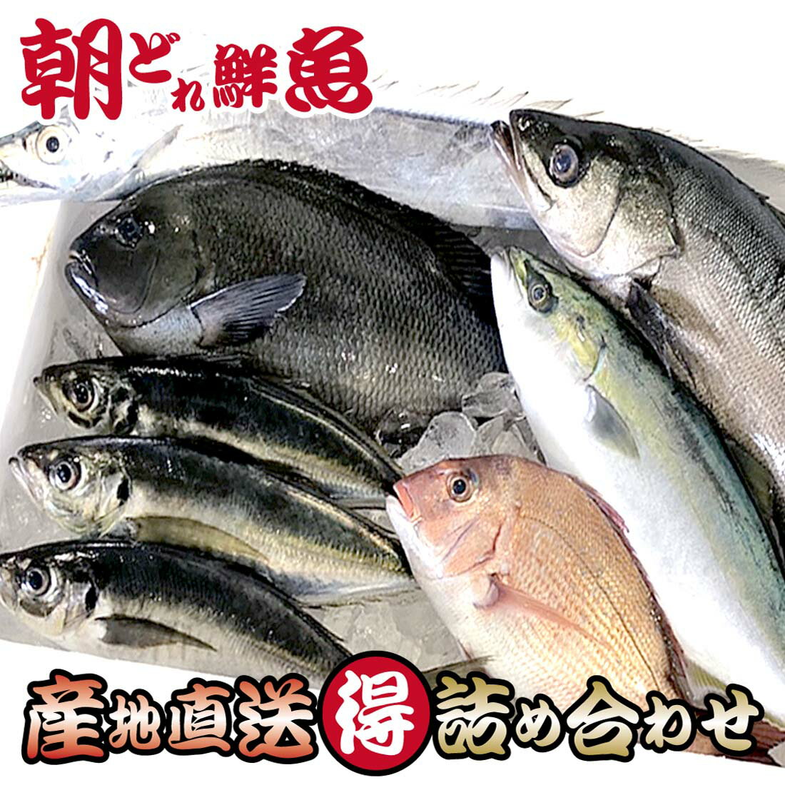 三浦半島 産地直送【鮮魚セット 送料無料】安心 国産『鮮魚 詰め合わせ』 お試し 朝獲れ 鮮魚 直送『特選 でらっくす』 セット 5〜6種類魚 高級 丸ごと 魚セット 下処理なし 鮮魚 詰め合せ 生 魚介類 刺身 寿司 さかな 業務用 お取り寄せグルメ 詰め合わせ