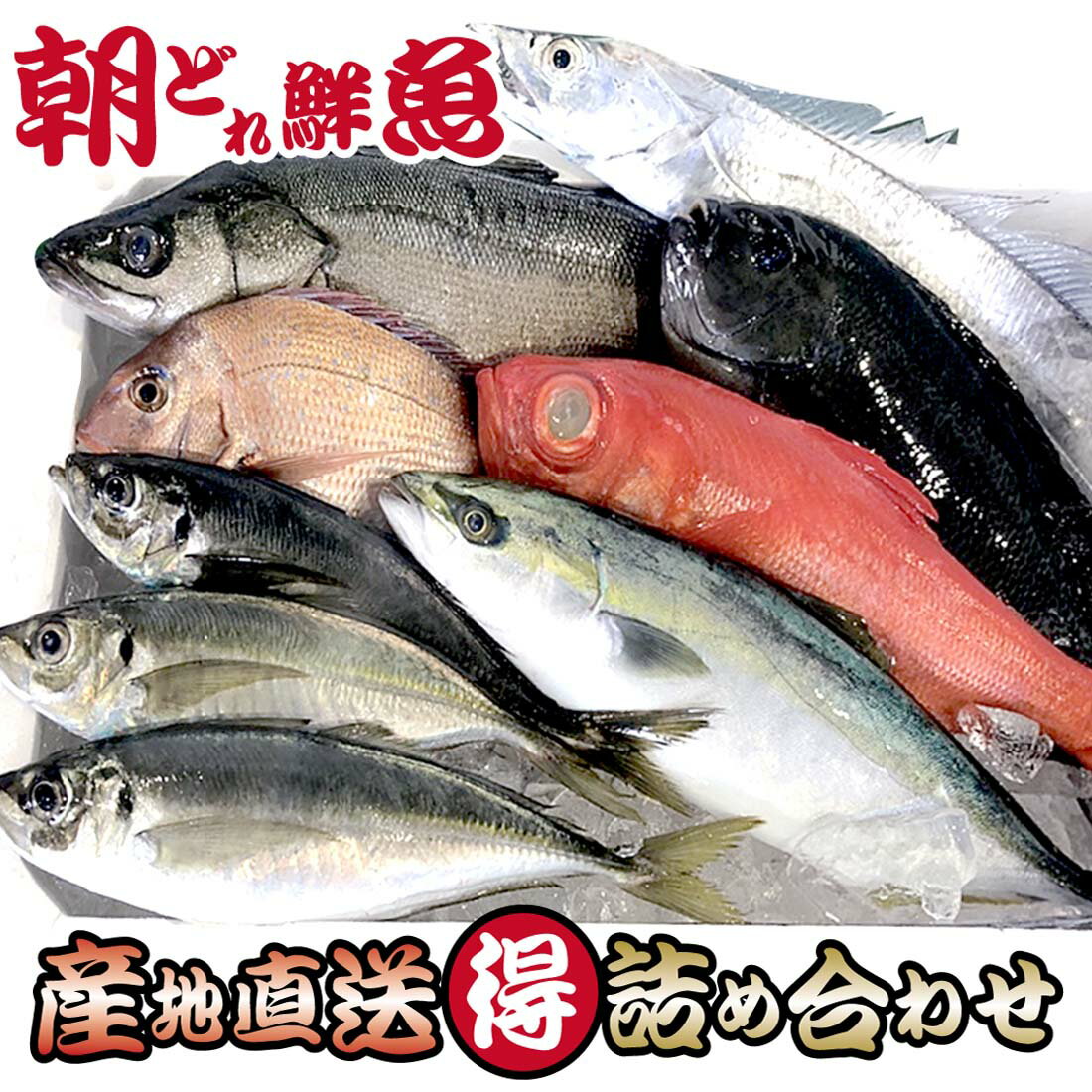 鮮魚セット まるごと 7種類以上 生魚 詰め合わせ 『 三浦半島 産地直送 朝獲れ ぷれみあむコース 』 下処理なし 地魚 海の幸 活魚 新鮮生魚 鮮魚ボックス【 送料無料 】 早鈴直売所 父の日