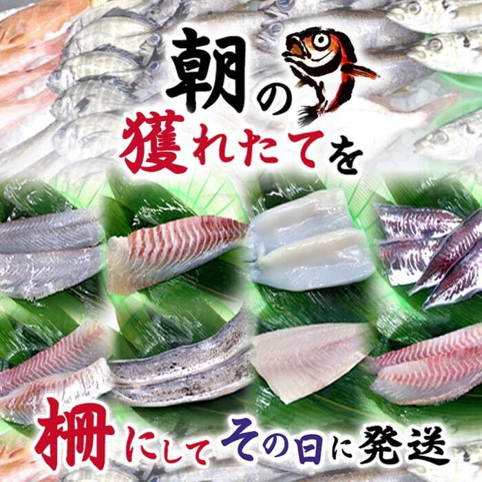 鮮魚 刺身用 柵 4種 詰め合わせ 『 朝獲れ 厳選4種類 三浦半島 刺身セット 』送料無料 下処理 魚 地魚 生魚 早鈴直売所 鮮魚box