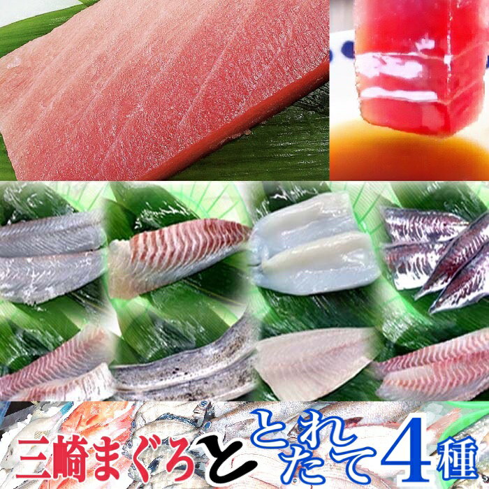 本まぐろ 『 朝どれ厳選4種類 ＋ 三崎マグロ赤身 (200g) 三浦半島 刺身用セット 』全5種 赤身 刺身 鮮魚セット 柵 詰め合わせ 送料無料 早鈴直売所 下処理 盛り合わせ 地魚 鮮魚ボックス お祝い ギフト 父の日 大人4〜5人分のメインのおかずとしても充分なボリューム！