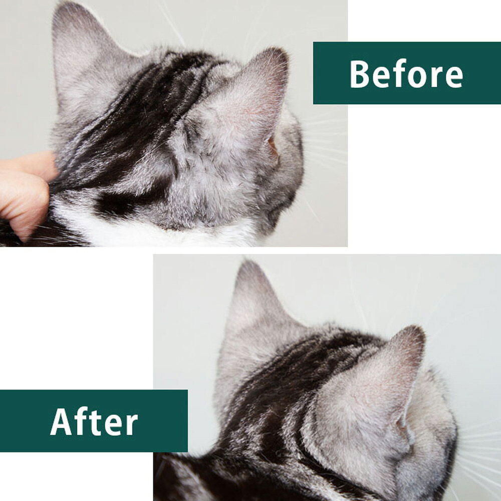 ペモスのたかくら新産業 APDC 猫用プロフェッショナルモアグロッシィシャンプー 2L (猫・キャット)｜アングル2