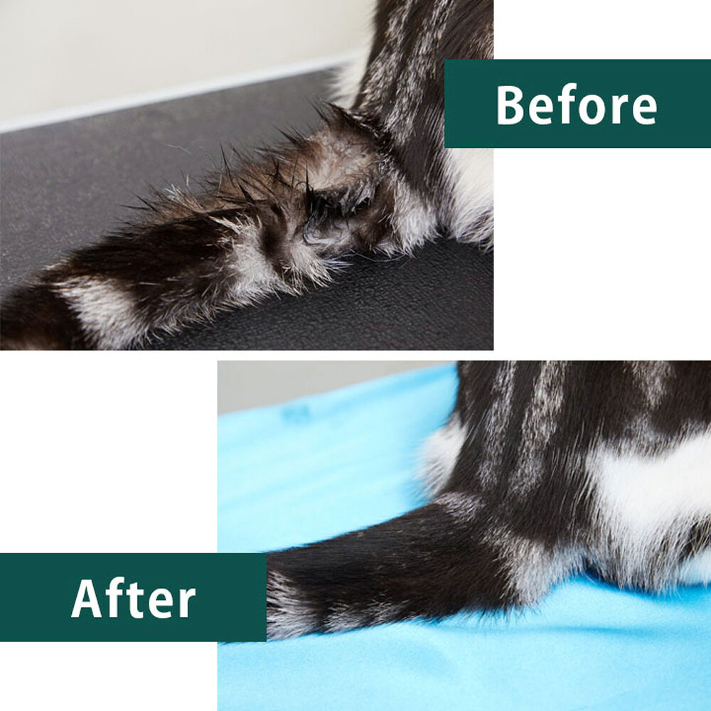 ペモスのたかくら新産業 APDC 猫用プロフェッショナルモアグロッシィシャンプー 2L (猫・キャット)｜アングル3