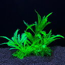 14 種類人工水族館の装飾植物水雑草飾り水生植物水槽草装飾アクセサリー 14.5 センチメートル