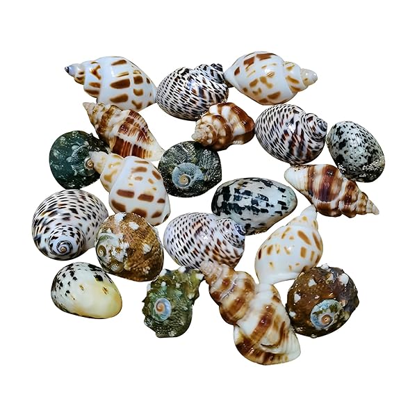 天然ヤドカリの殻 (約20個) 貝殻 ヤドカリの供給 水槽 鉢植え ドリフトボトル 水族館 宿替え