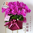 胡蝶蘭 花 プレゼント ギフト お祝い インテリア マイクロ ホワイト・ライトピンク・ビビットピンク・イエロー・ミックス ミディ胡蝶蘭10本立ち(10鉢)シェア...