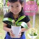 胡蝶蘭 花 プレゼント ギフト お祝い インテリア マイクロ ホワイト(品種:ユミ)・ピンク(品種:チュンリー)・イエローオレンジ系 ミディ胡蝶蘭花芽2本胡蝶蘭栽培キット【最短・翌日出荷】