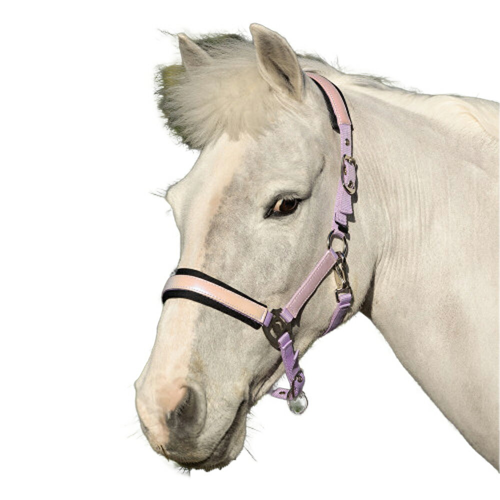 (�ϥ�) Hy ���� Glimmer �إåɥ��顼 ���� �϶� �ۡ����饤�ǥ��� �ڳ������Ρ�