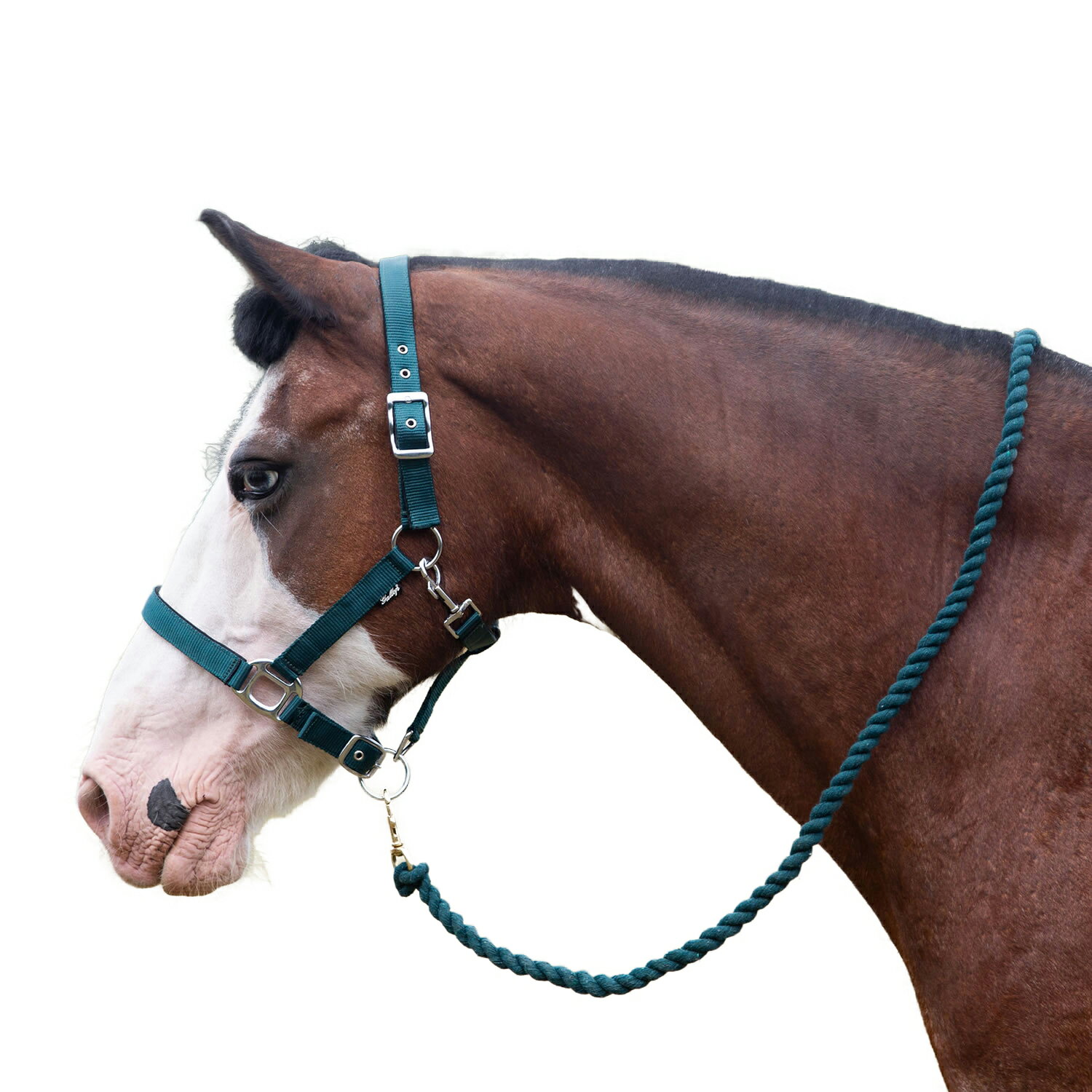 (������å�) Gallop ���� �ץ�ߥ��� �ѥå����� �إåɥ��顼 �꡼�ɥ������դ� ���� �϶� �ۡ����饤�ǥ��� �ڳ������Ρ�