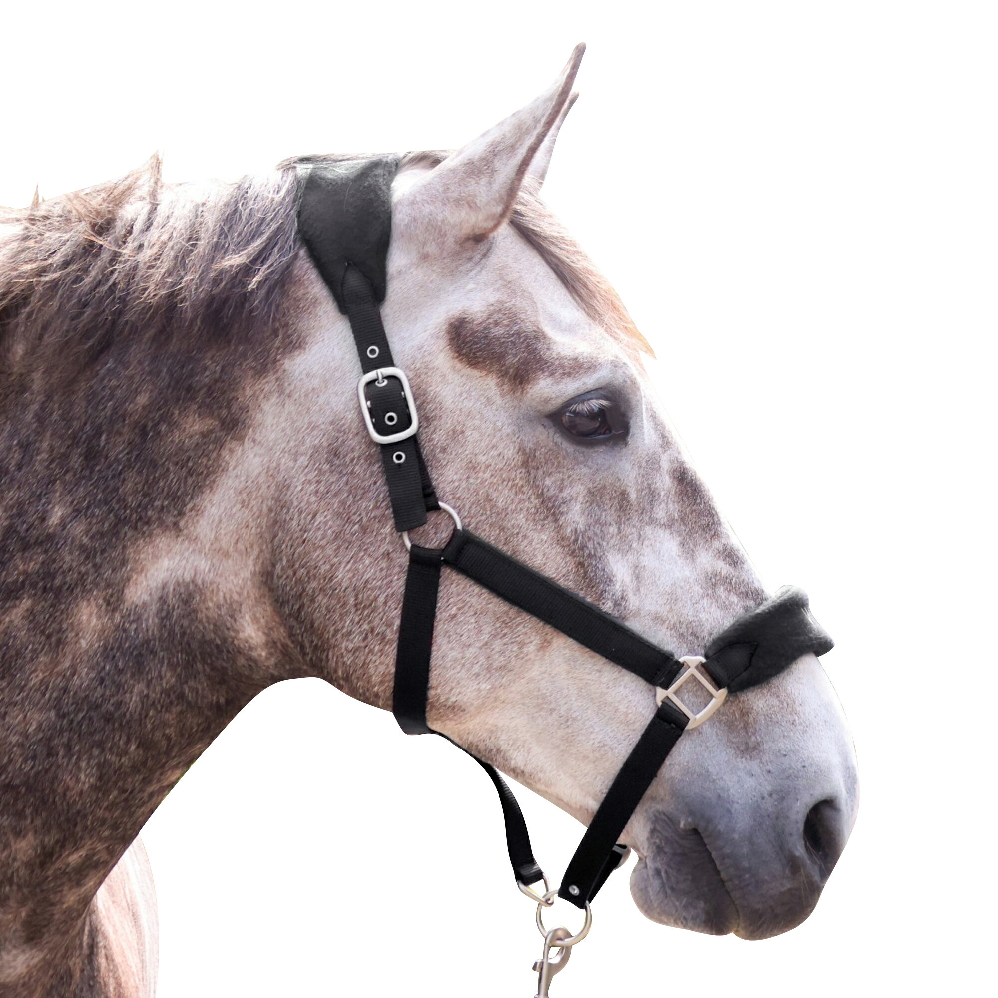 (ウィテカー) Whitaker 馬用 Club ヘッドカラー リードロープ付き 乗馬 馬具 ホー...