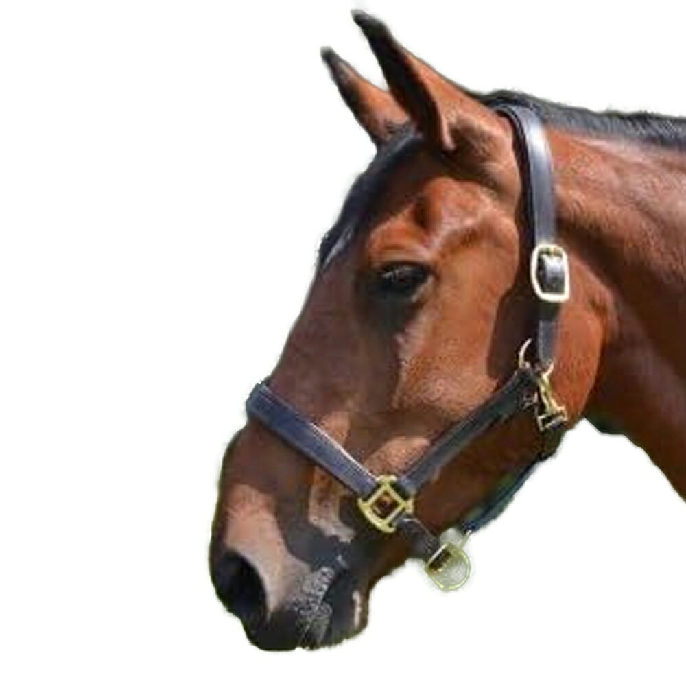 (������å�) Gallop ���� �ץ�ߥ��� �إåɥ��顼 �쥶�� �ѥå����� ���� �϶� �ۡ����饤�ǥ��� �ڳ������Ρ�