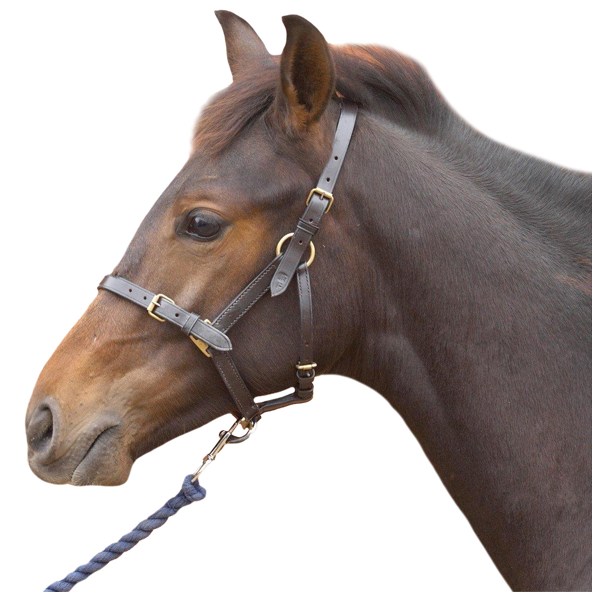 (ハイ) Hy 馬用フォール 子馬 ヘッドカラー レザー 馬具 乗馬 ホースライディング ...