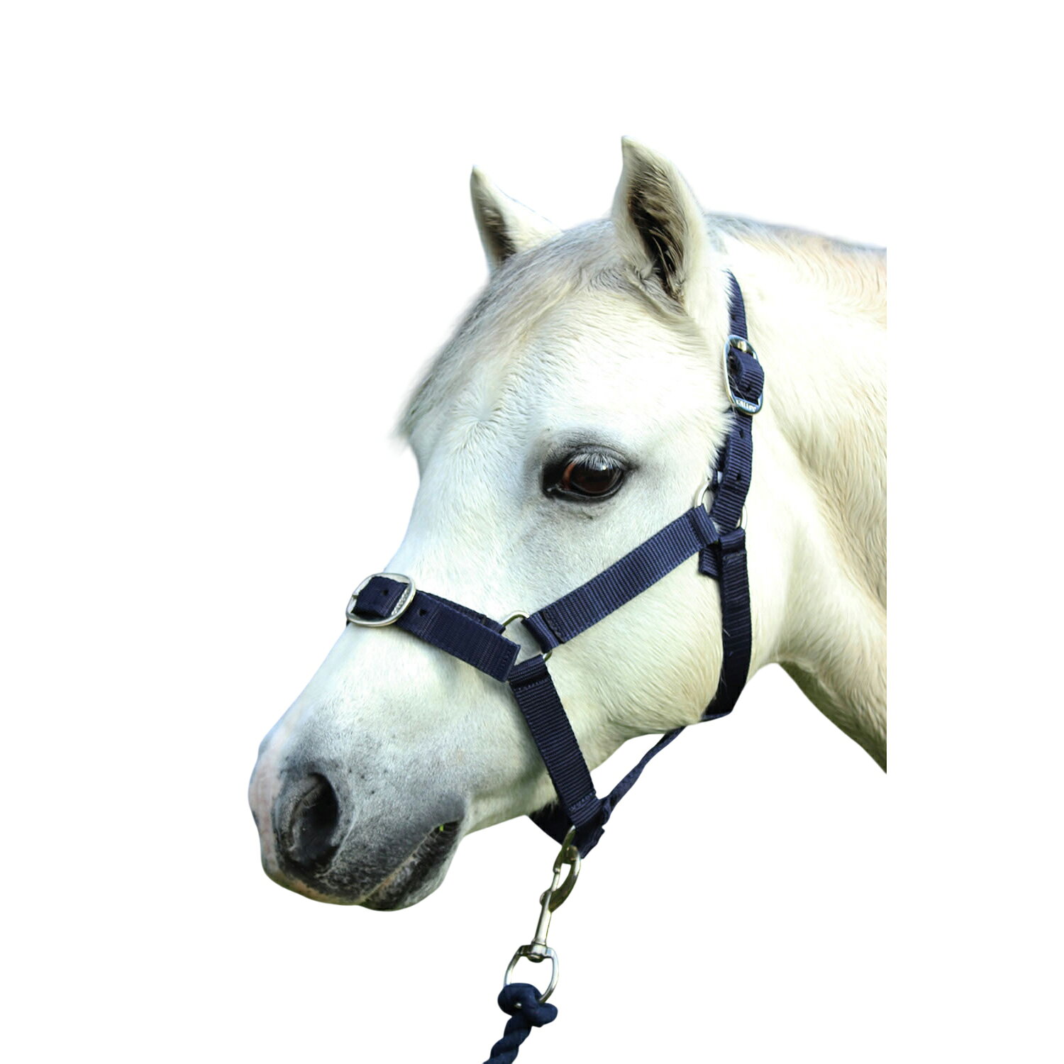 (ギャロップ) Gallop 馬用 ナイロン ヘッドカラー リードロープ付き 乗馬 馬具 ホ...