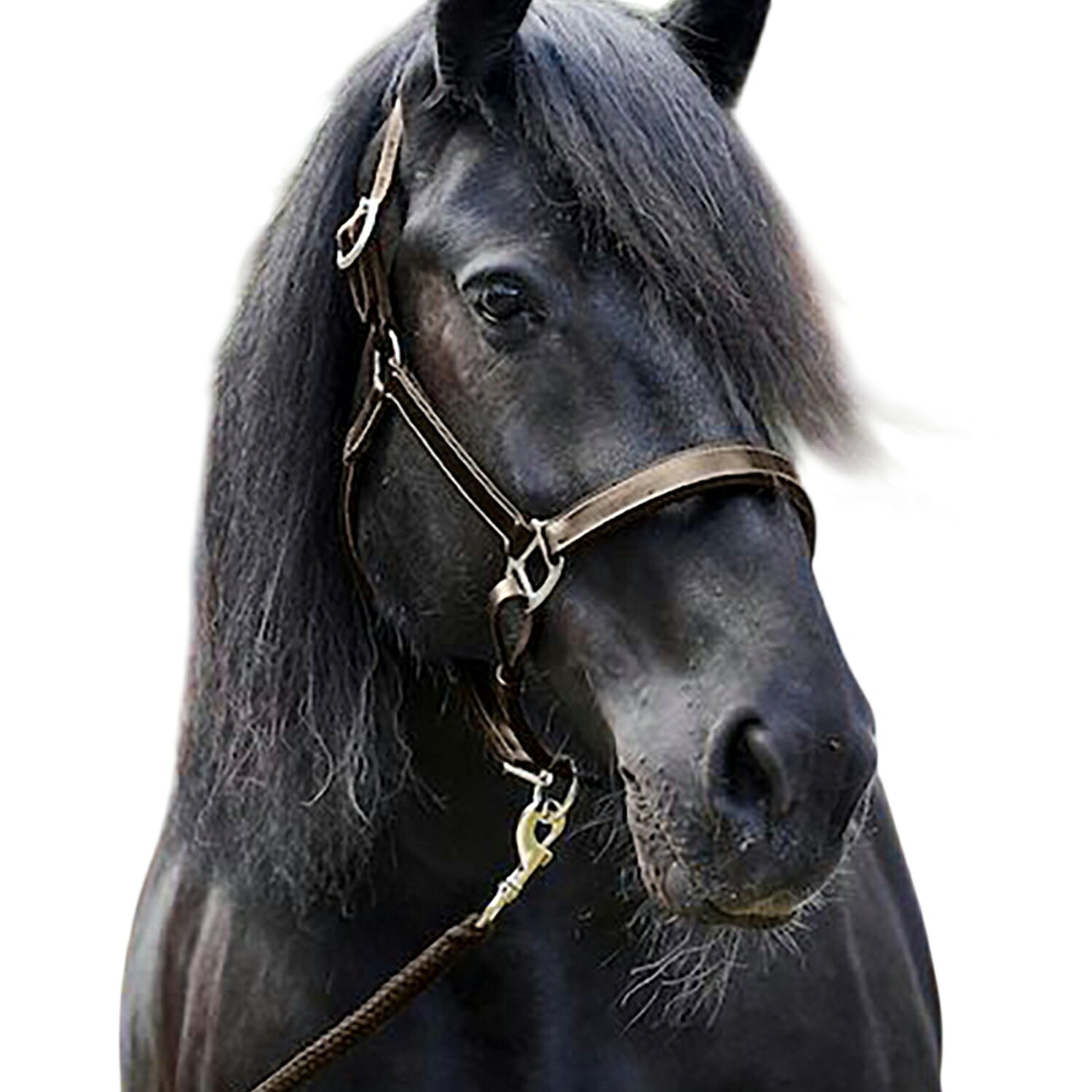 Pertemba Japanの(ファイヤーフット) Firefoot 馬用 レザー パッド入り ヘッドカラー 乗馬 馬具 ホースライディング 【海外通販】｜アングル2