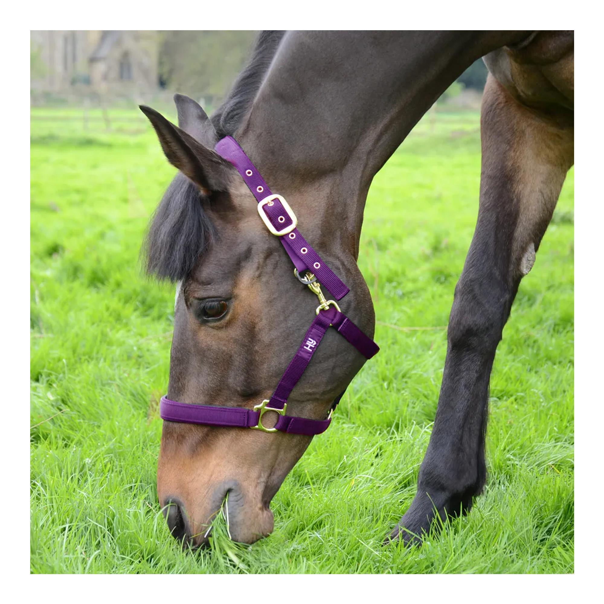 (ハイ) Hy 馬用 Fieldsafe ヘッドカラー 乗馬 馬具 ホースライディング 【海外通販】