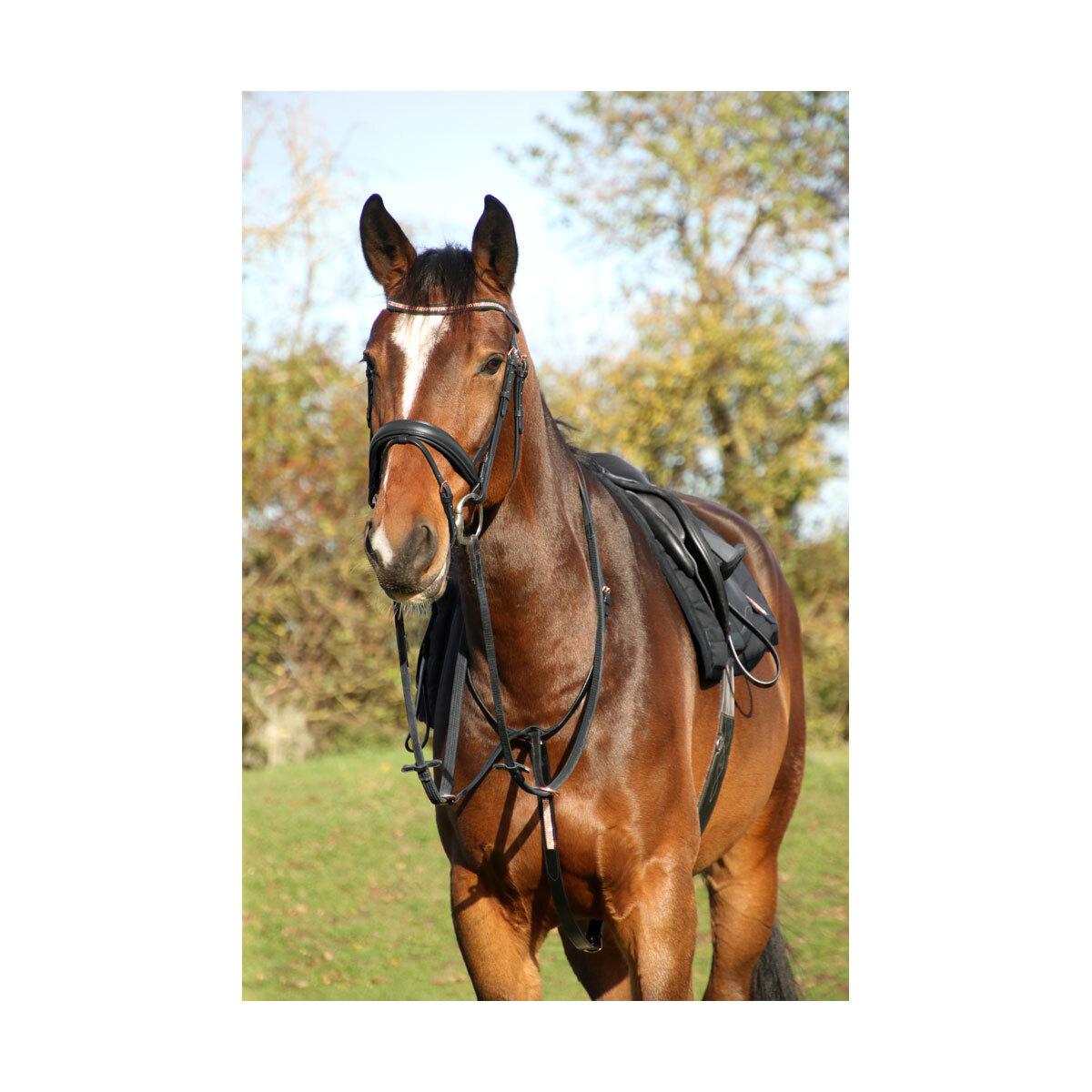(ハイ) Hy 馬用 Rosciano レザー ブローバンド 額側 乗馬 馬具 ホースライディング...