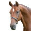 (ブレナム) Blenheim 馬用 レザー カブソン ノーズバンド 乗馬 フランス鼻革 ホースライディング 【海外通販】