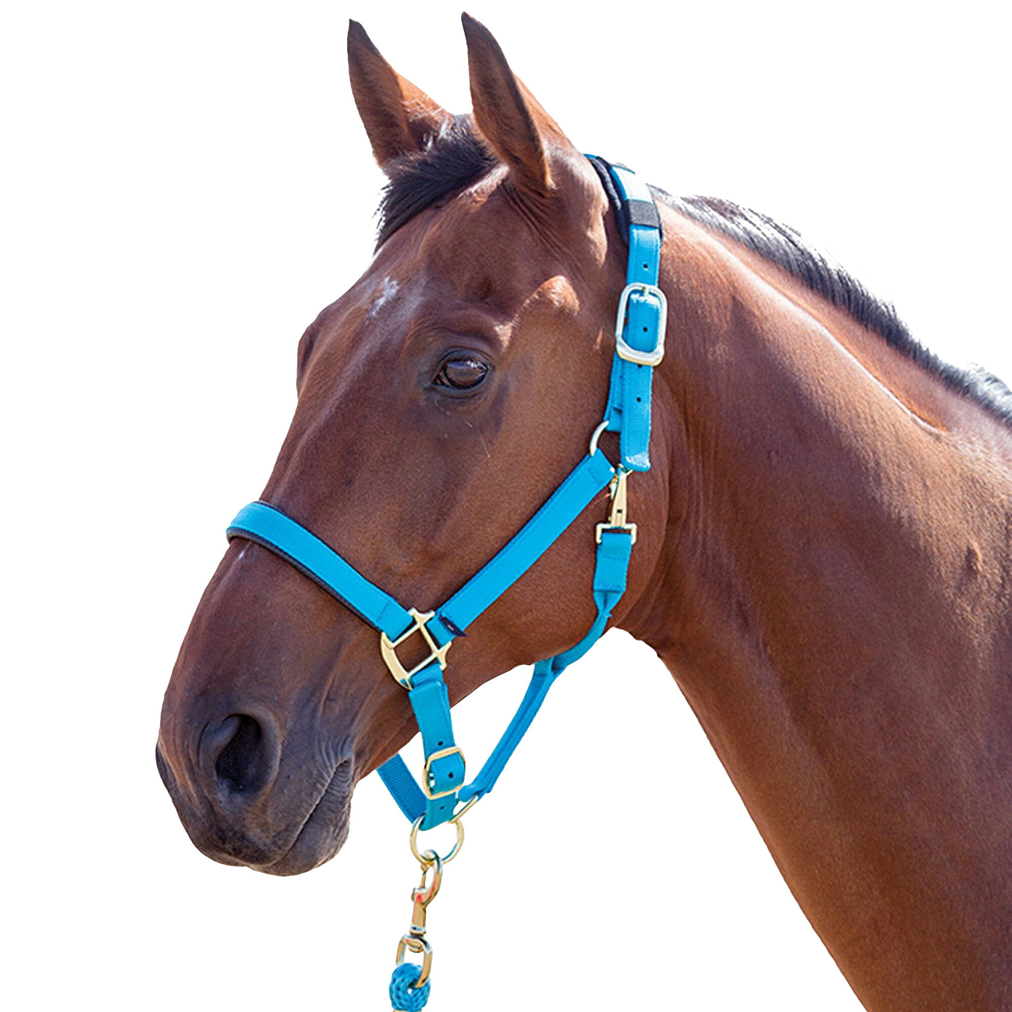 (シャイアズ) Shires 馬用 Topaz ナイロン ヘッドカラー 乗馬 馬具 ホースライディ...