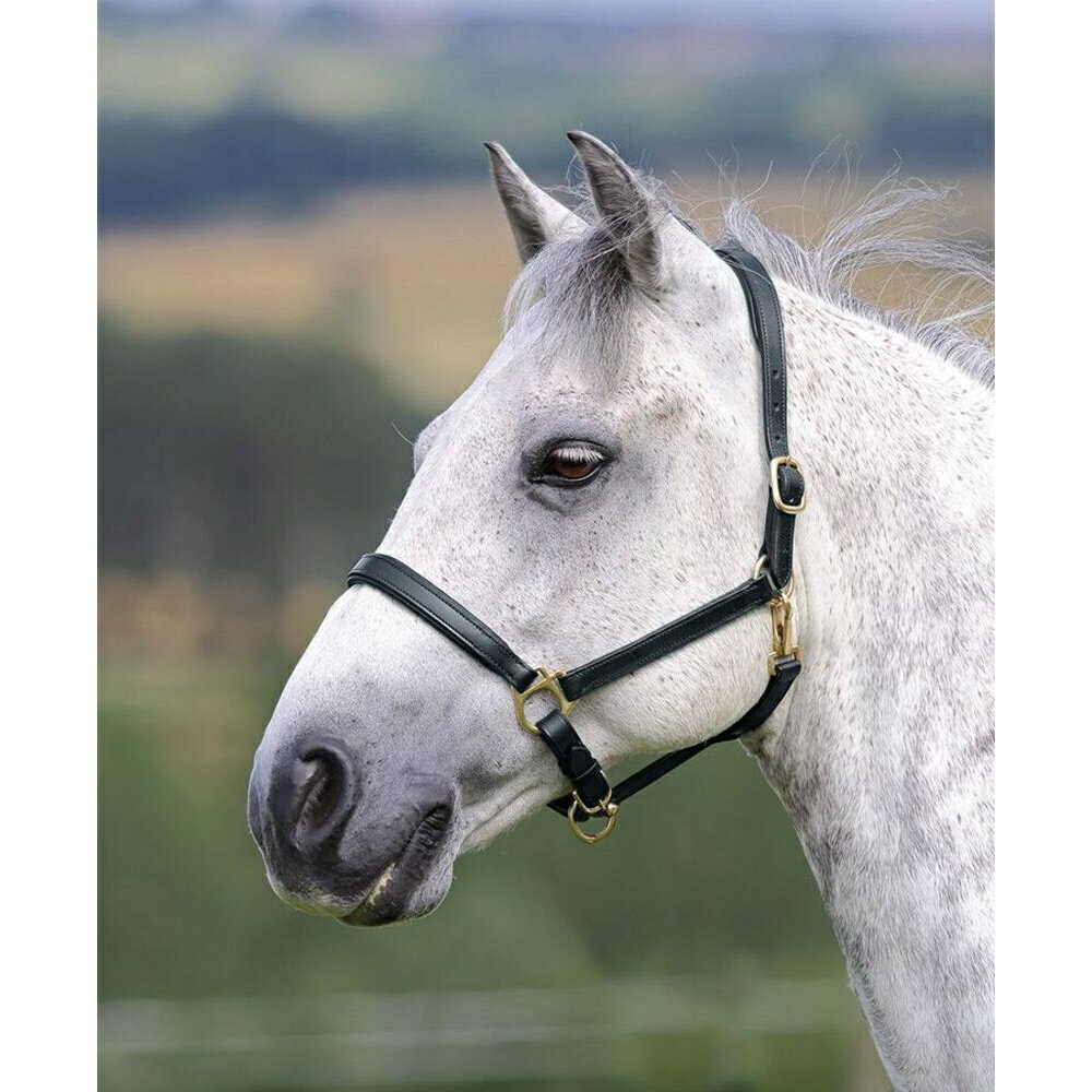 (ブレナム) Blenheim 馬用 Ragley レザー ヘッドカラー 乗馬 馬具 ホースライディング 【海外通販】